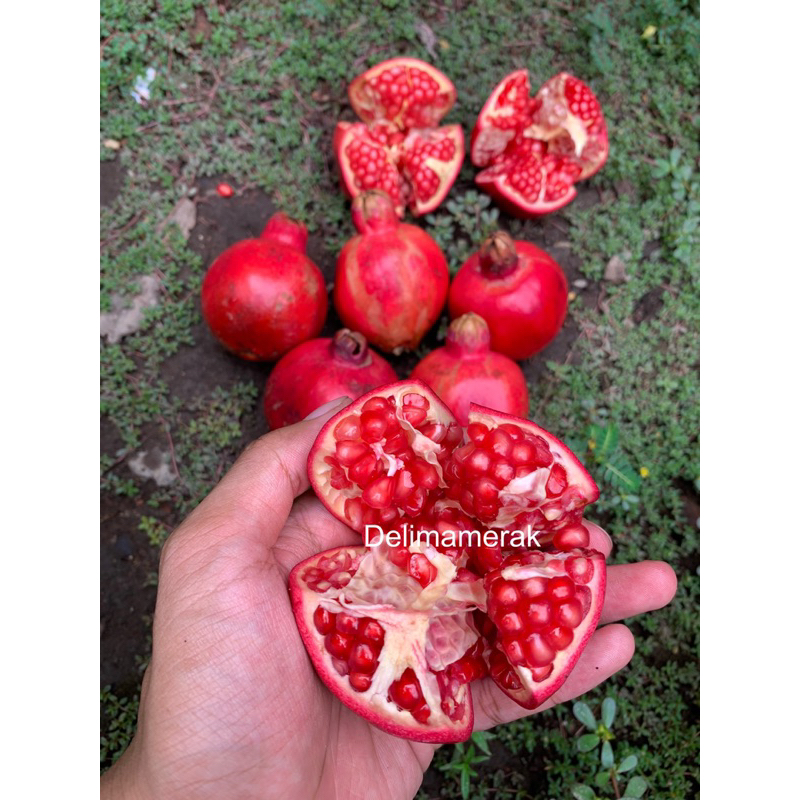 

Buah delima merah spanyol 1kg (isi 8-9 buah) biji lunak dan manis