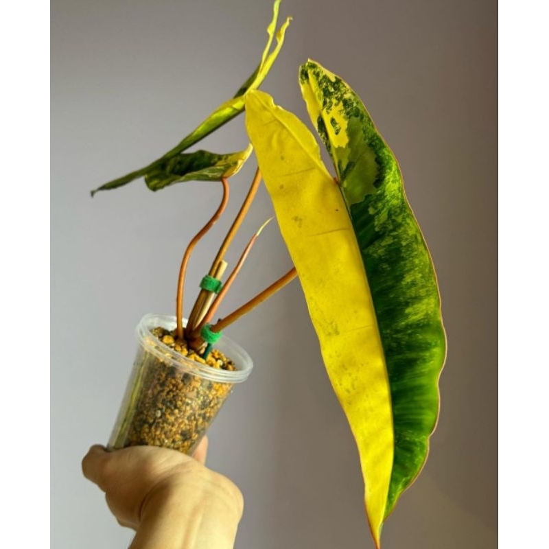 philodendron billietiae varigata