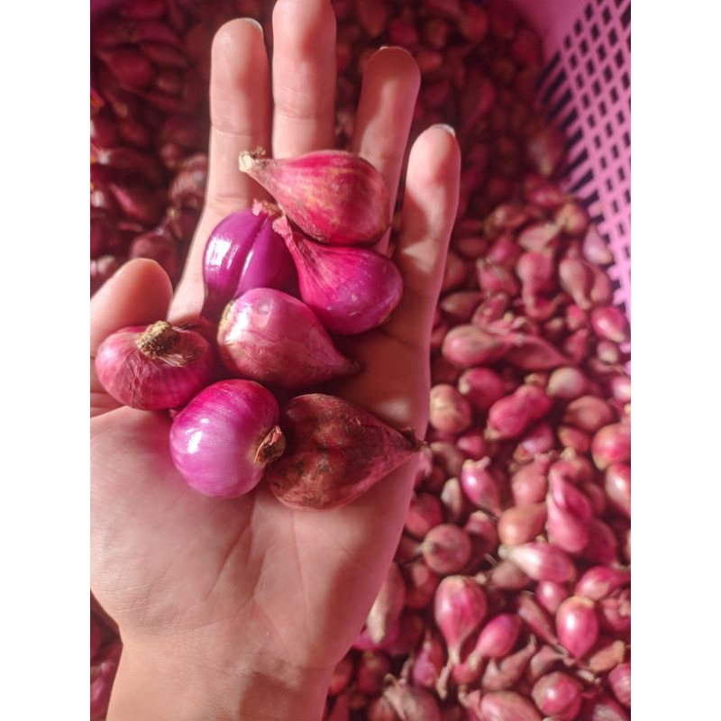 

BAWANG MERAH ASLI BREBES 1KG