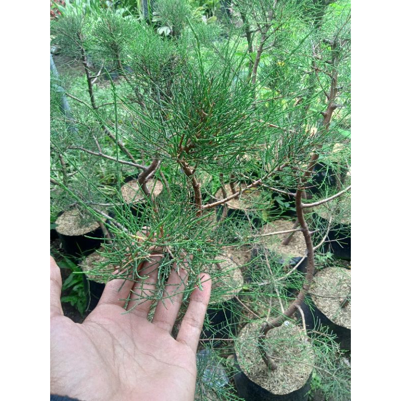 CEMARA UDANG TINGGI 1METER