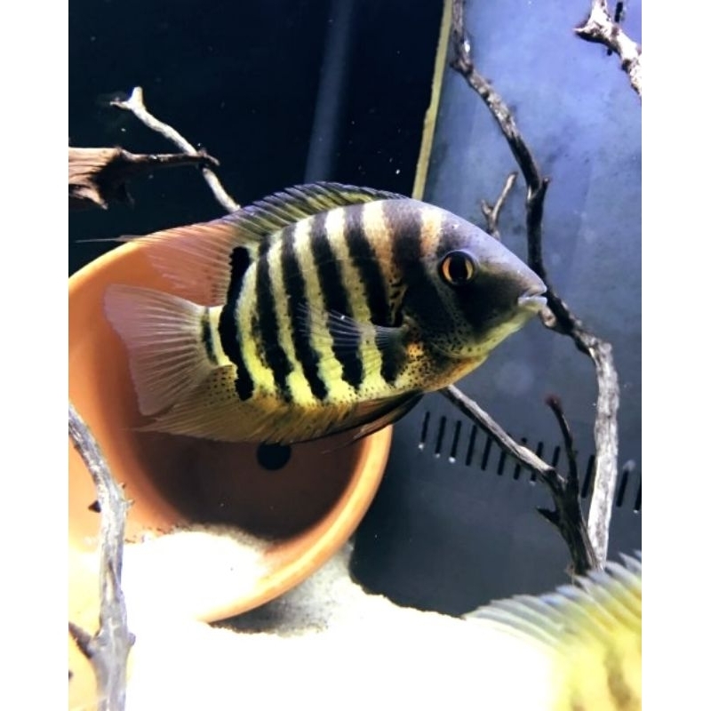 severum Rotkeil