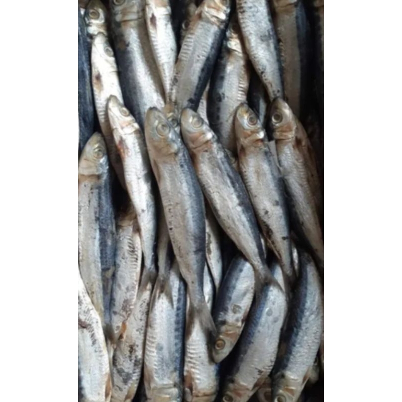 

Ikan Asin JAPUH Siro Fresh 500 gram Terjangkau Murah