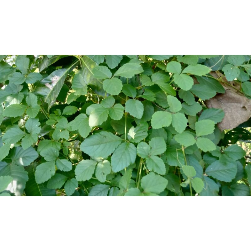 

Daun Galing 250 segar