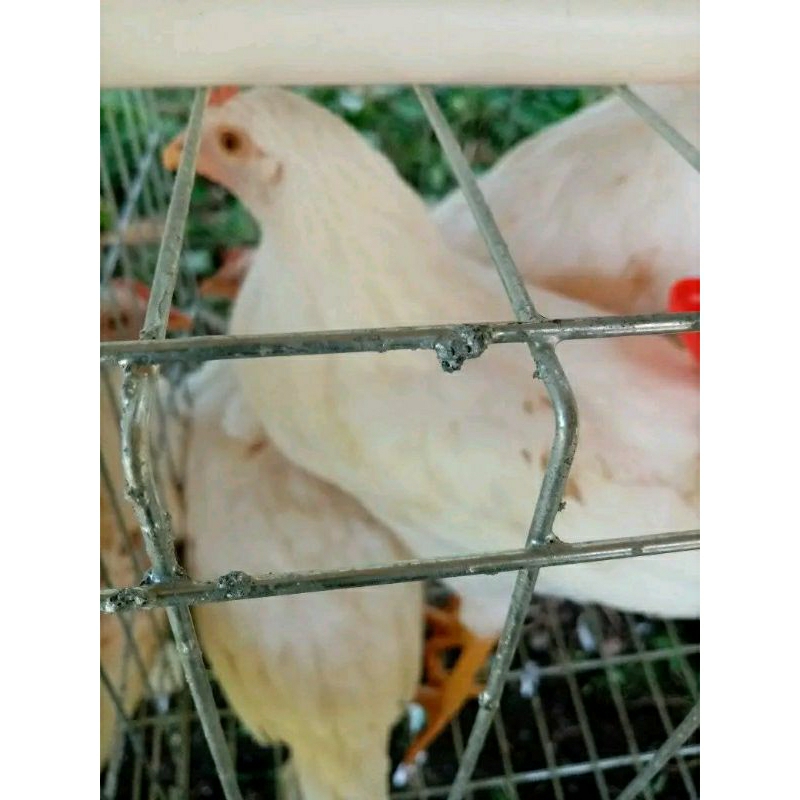 White leghorn -  ayam white leghorn