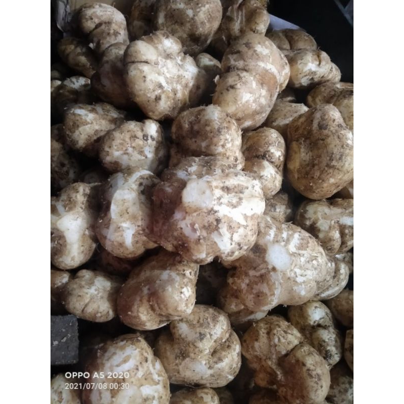 

bengkuang fress 1kg