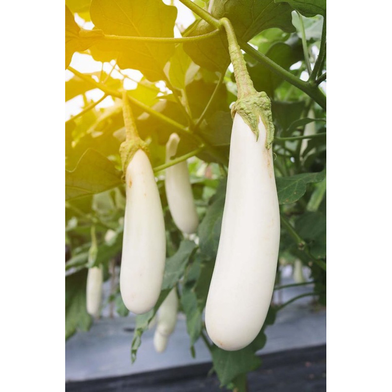 30 Benih Terong Putih Sayur Benih Terong Putih Unggul Berkualitas Bibit Terong Putih Unggul