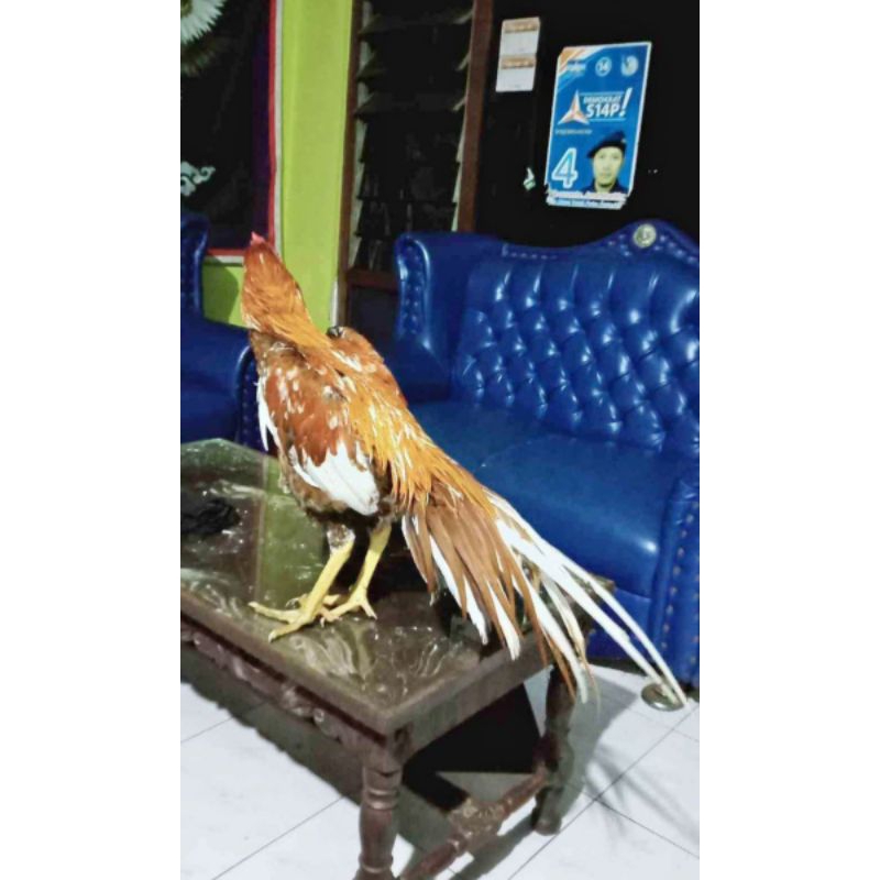 TELUR AYAM EKOR LIDI MURNI