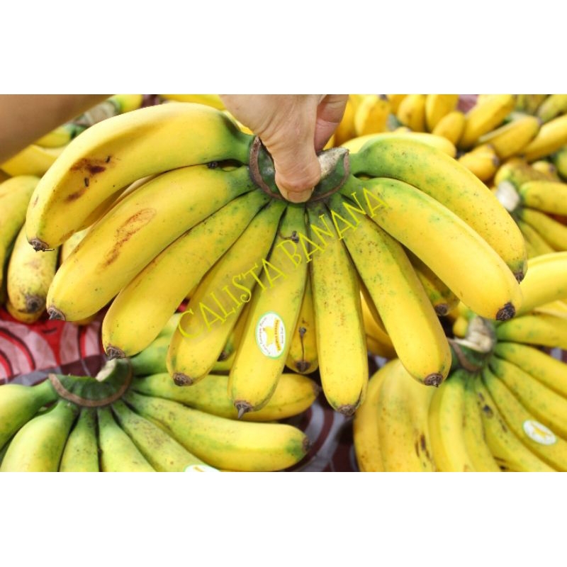 

PISANG BARANGAN FRESH SUPER 1 SISIR UKURAN 2KG