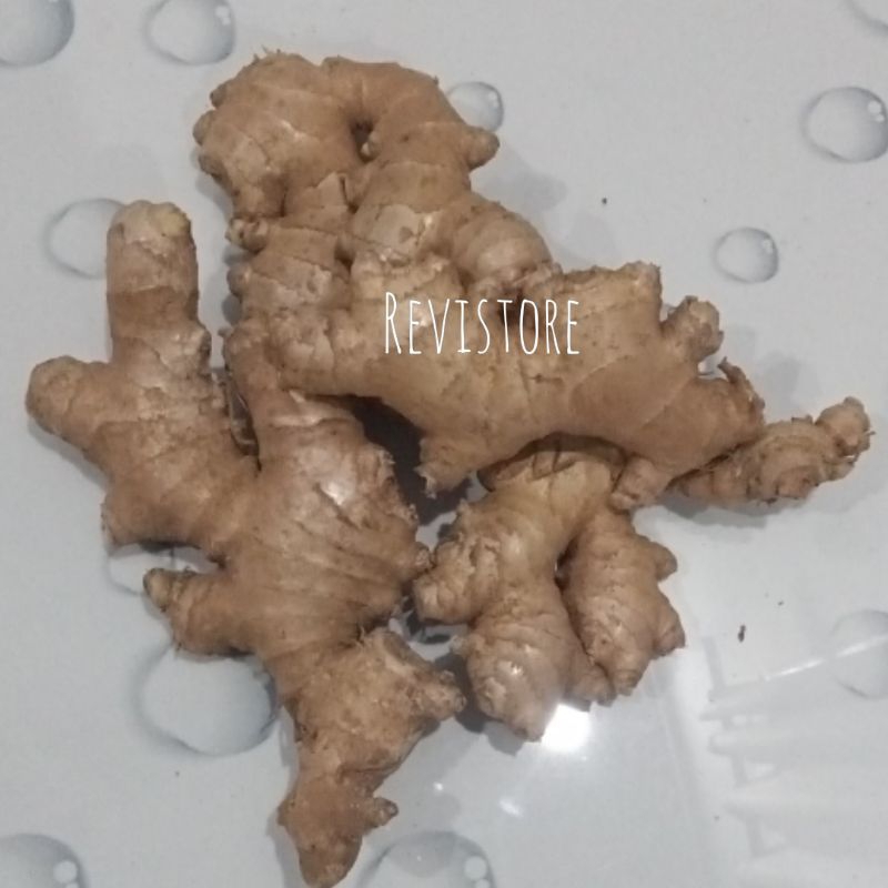 

Jahe Gajah Fresh 1kg Kualitas Super