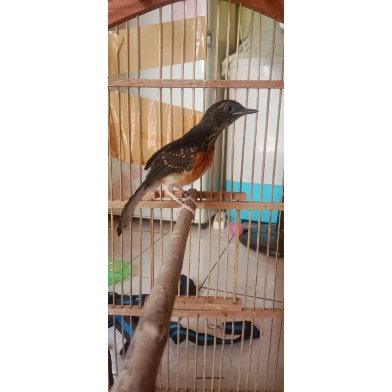 muray trotol jantan ring apbn