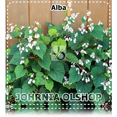 Johrnia 3 Benih Biji Bunga BEGONIA Alba