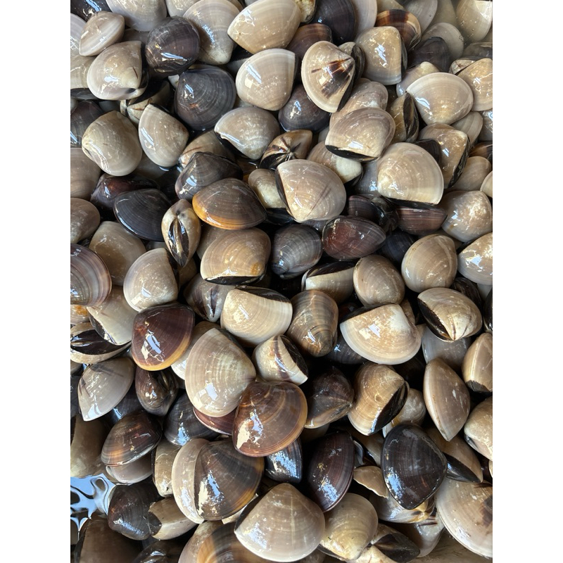 

kerang Tahu