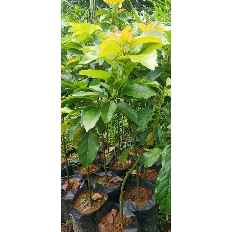 Bibit Tanaman Alpukat Aligator