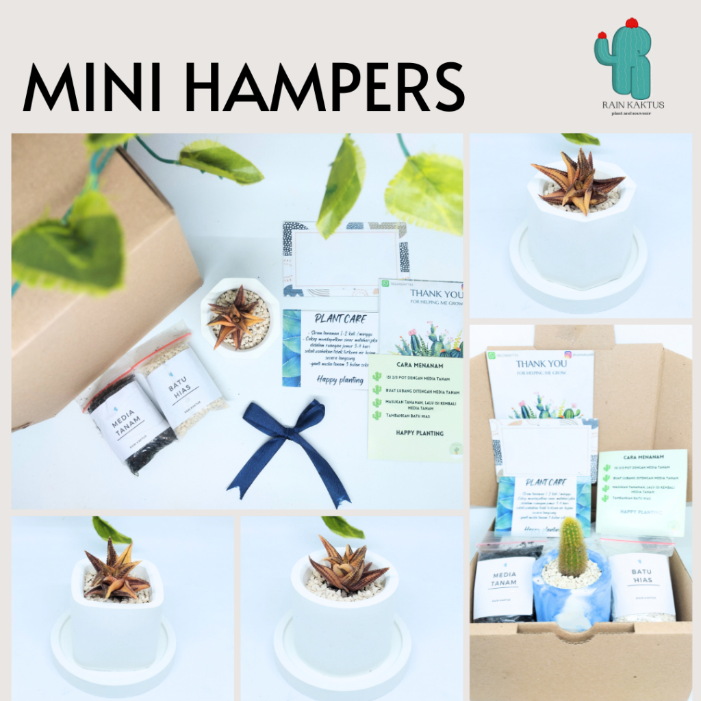 RAIN KAKTUS - Hampers mini tanaman hidup kaktus sukulen