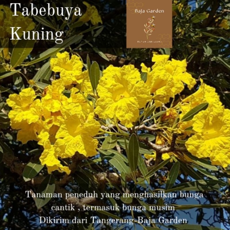 bibit tabebuya kuning tanaman hias bibit pohon tabebuya kuning