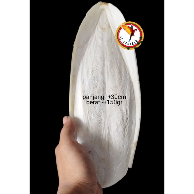 TULANG SOTONG JUMBO ASINAN BURUNG PENGUAT CANGKANG TELUR SOTONG BESAR JUMBO