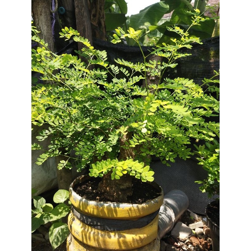 bonsai asem aseman rakau