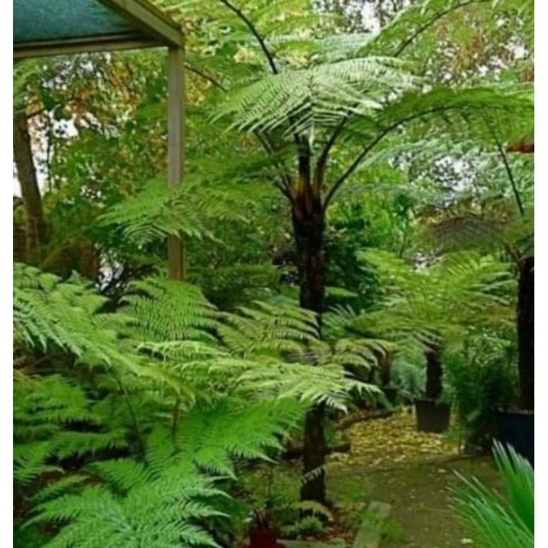 Bibit Pakis Monyet / Pakis Paku Jumbo / Pakis Monyet Jumbo