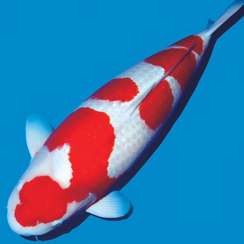 bibit koi kohaku paket isi 10