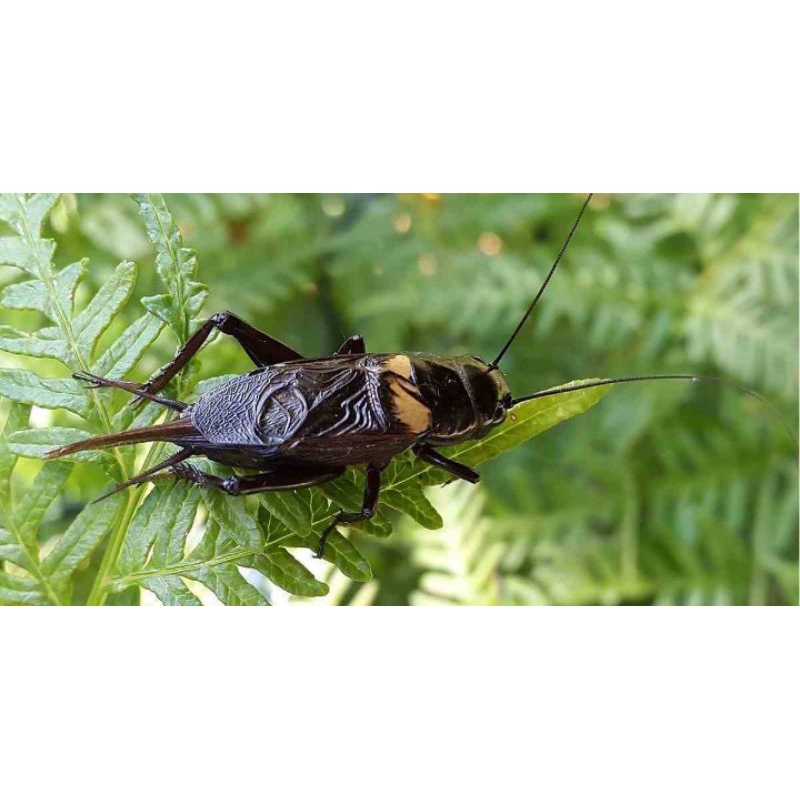 JANGKRIK GENGGONG JANGKRIK ADUAN