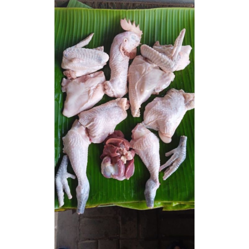 

ayam kampung segar