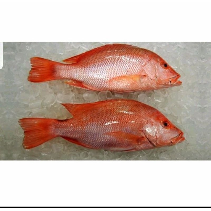

ikan kakap merah fresh 1kg