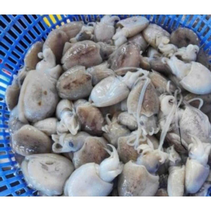 

CUMI SONTONG/BLAKUTAK 1KG