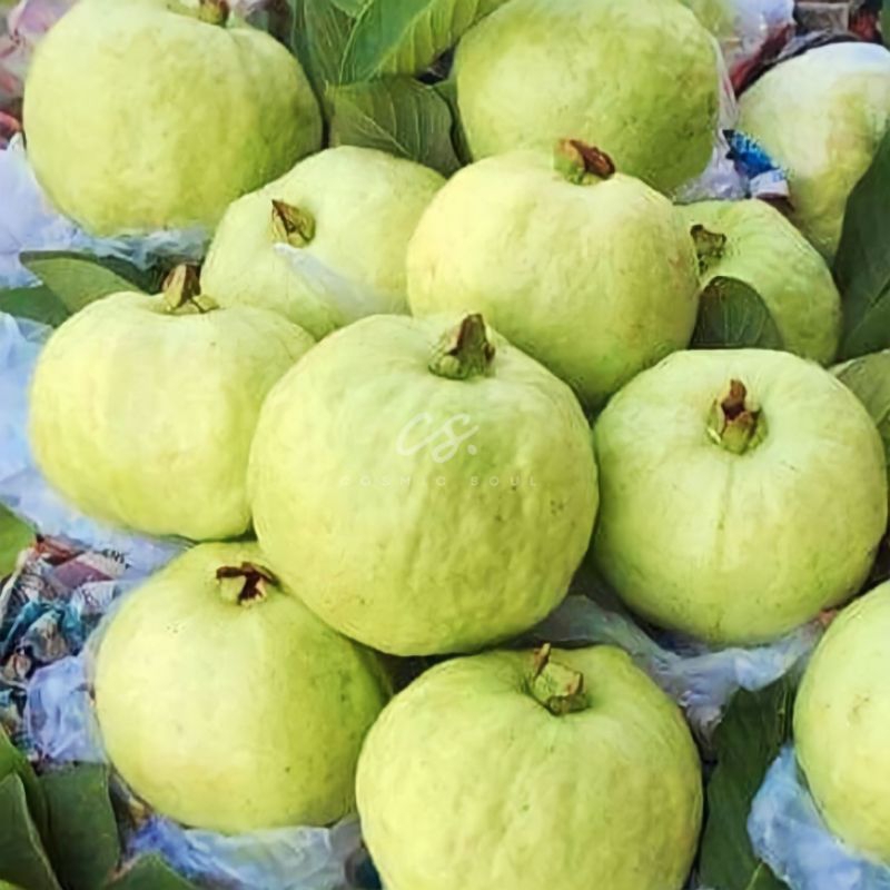 

[CosmicSoul] BUAH JAMBU BIJI