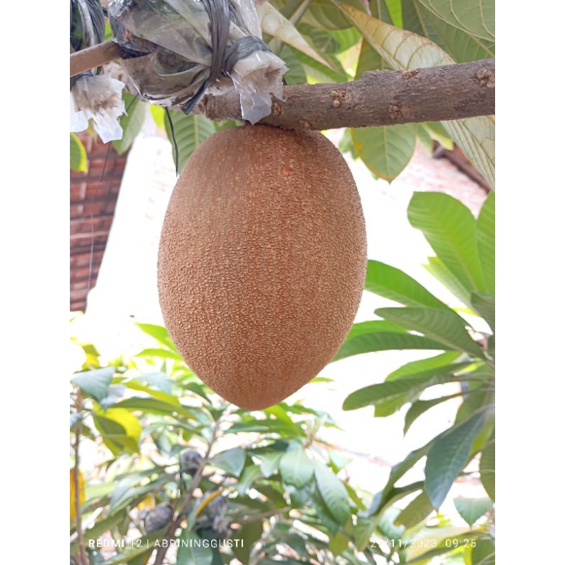mamey sapote buah