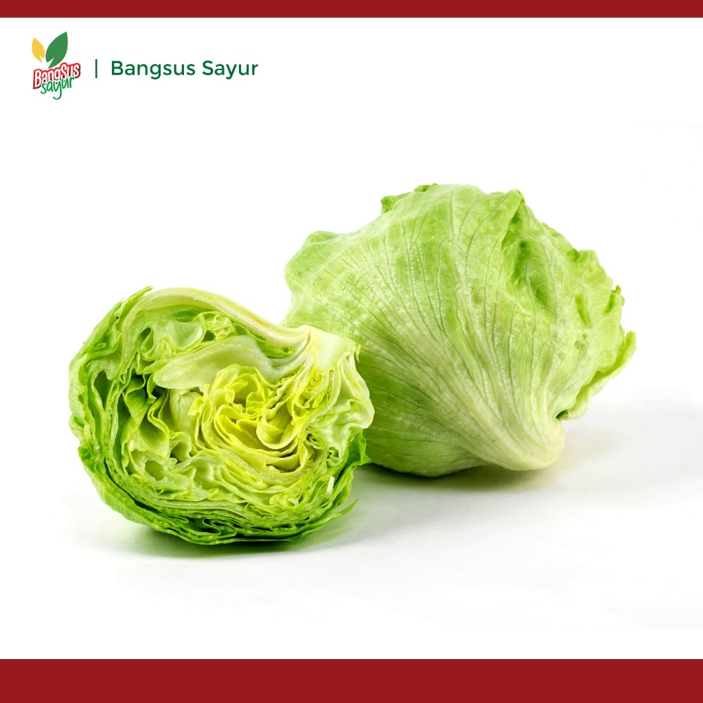 

Lettuce 500Gr Grosir Segar Murah