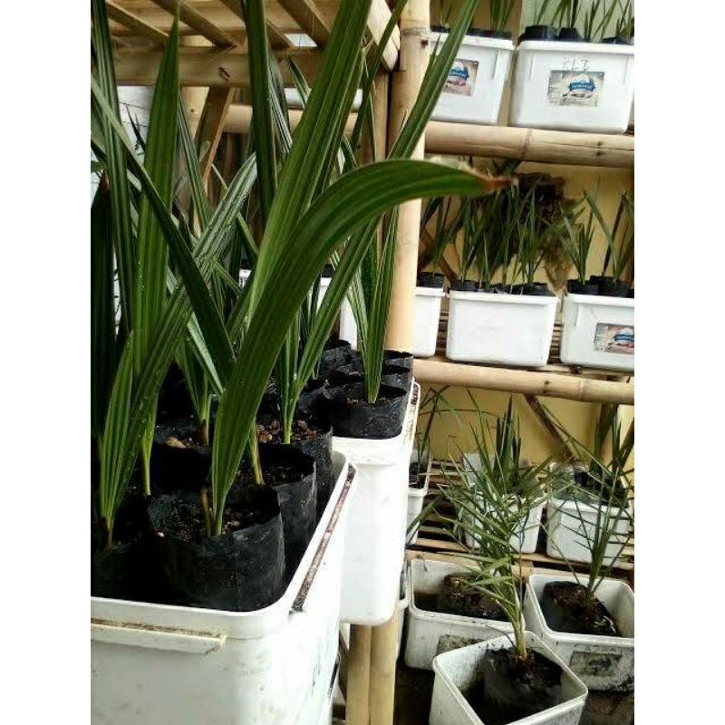 bibit buah kurma ajwa