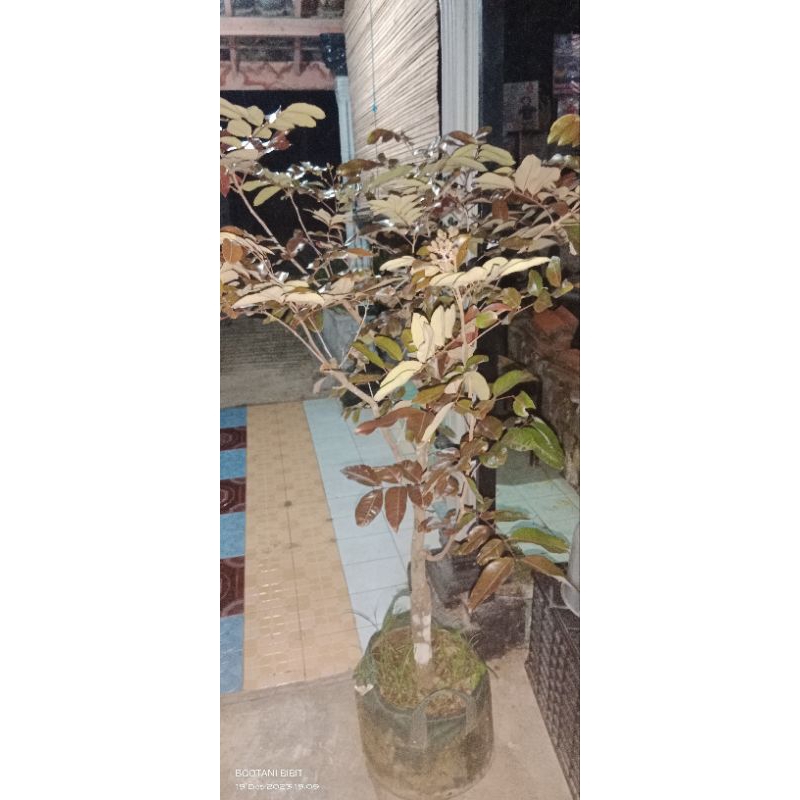 Pohon Kelengkeng Merah batang besar berbuah