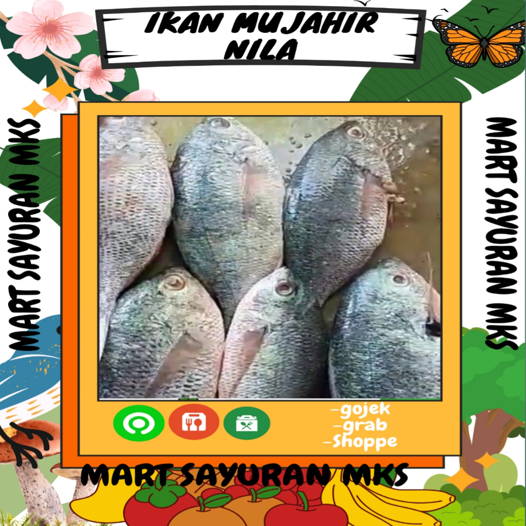 

Ikan mujahir Nila