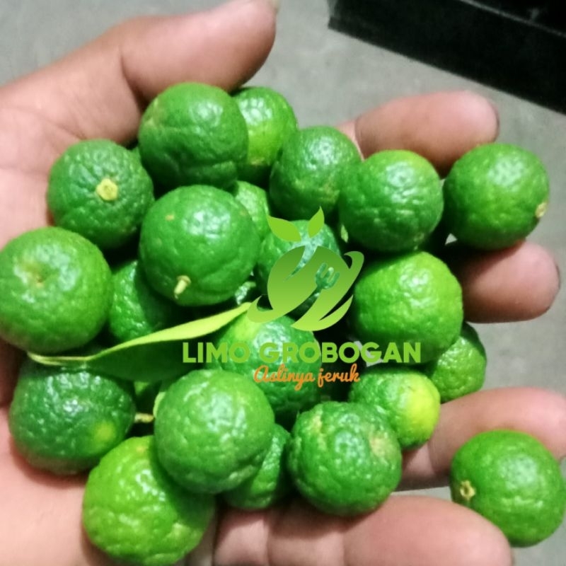 

Jeruk limau 100 gram(hanya untuk bonus)