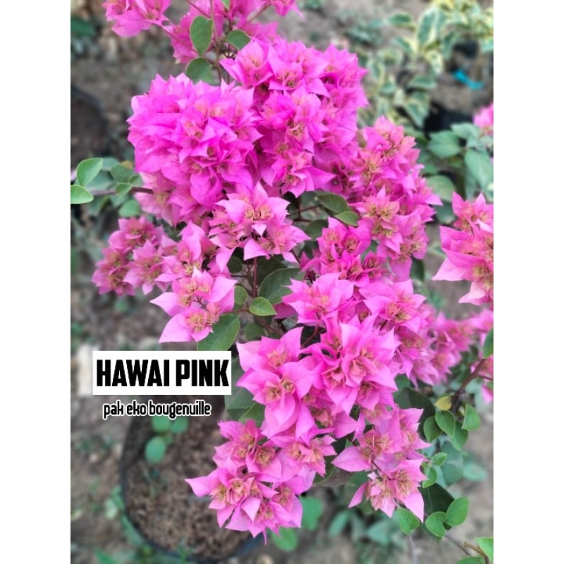 Bougenville hawai pink
