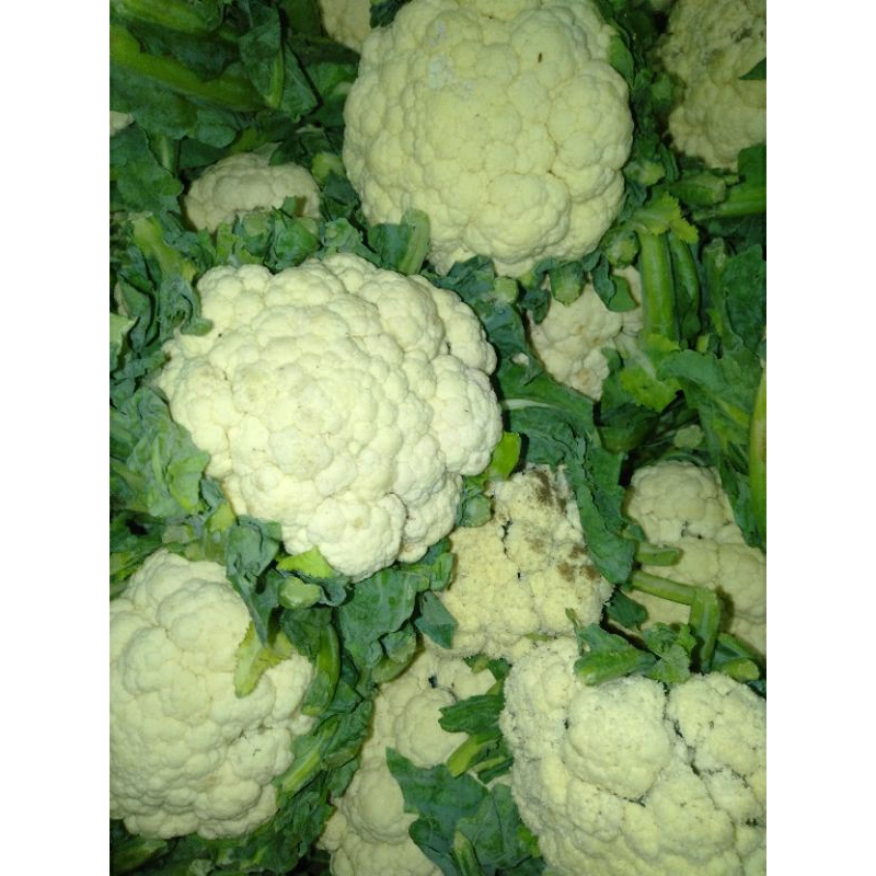 

KEMBANGKOL / BUNGA KOL PUTIH / KUBIS BUNGA / BLOEMKOOL