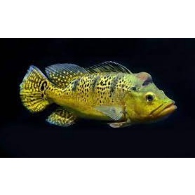 Baru PBASS ORINOCO KELBERI XINGU MONO PEACOCK BASS  ETALASE