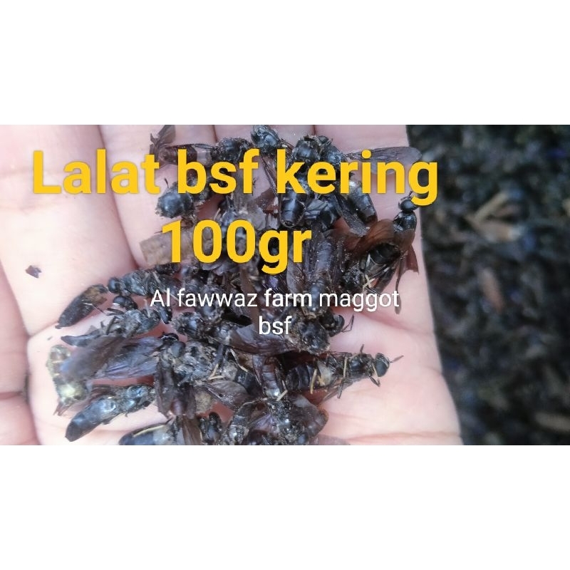Lalat bsf kering Lalat Maggot BSF 100gr pakan Ikan