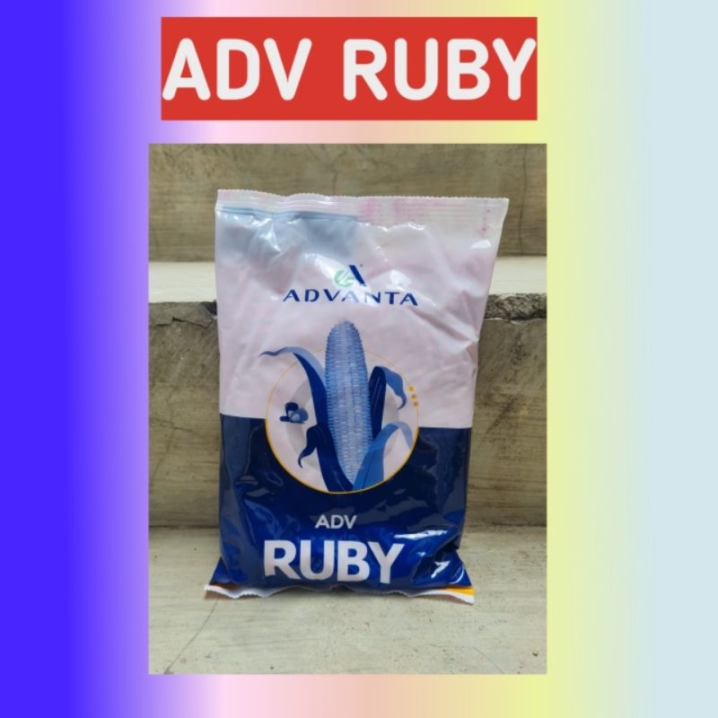 Adv ruby,bibit jagung adv ruby