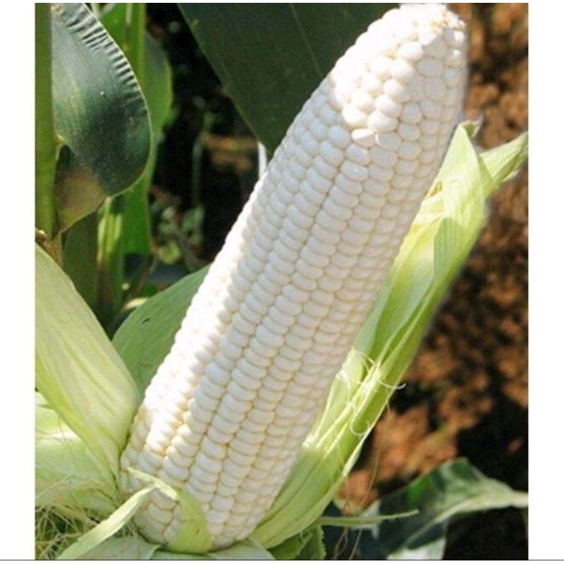 1KG BENIH JAGUNG PUTIH KETAN PULUT MANIS