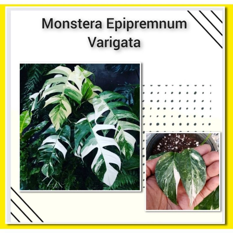 monstera epipremnum variegata monstera epipremnum pinnatum variegata