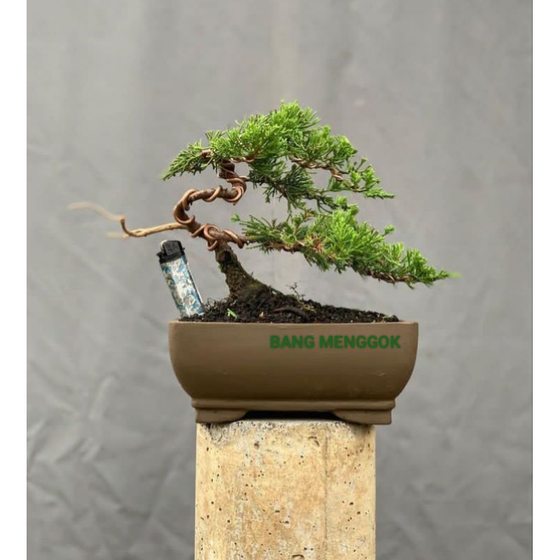 tanaman bonsai Cemara Juniperus cinensis mame