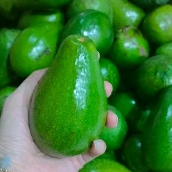 

buah alpukat avocado mentega legit enak 1kg 1 kg murah meriah mumer