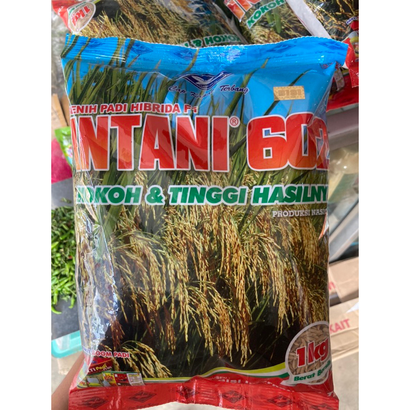 Benih padi Hibrida intani 602