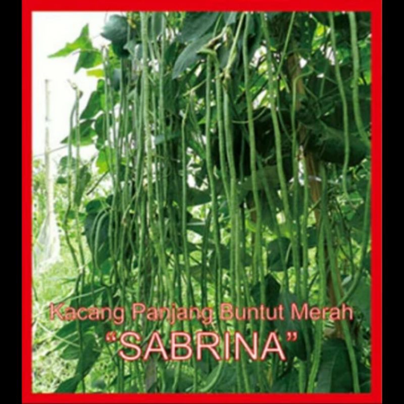 40 BUTIR BIJI BENIH KACANG PANJANG SABRINA BUNTUT MERAH