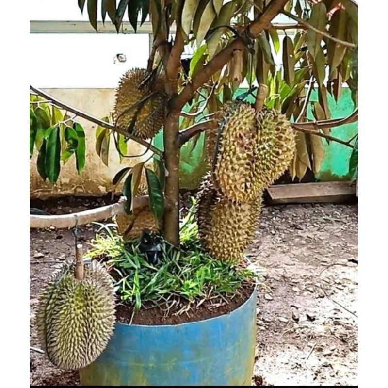 Bibit Durian Duri hitam okulasi