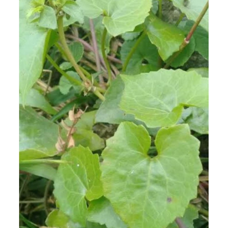 

daun sembung merambat masih segar murah 200gram