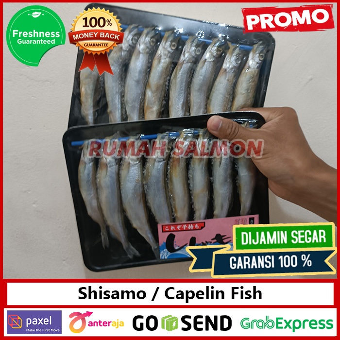 

VIRAL!!! Ikan Shisamo IMPORT isi 8pcs/pack | Ikan Capelin Frozen Food | Ikan Cipung Shisamo