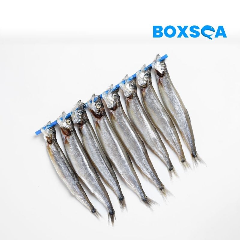 

IKAN SISHAMO KUALITAS IMPOR