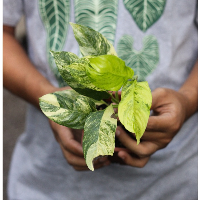 Raphidopora Peberula Variegata